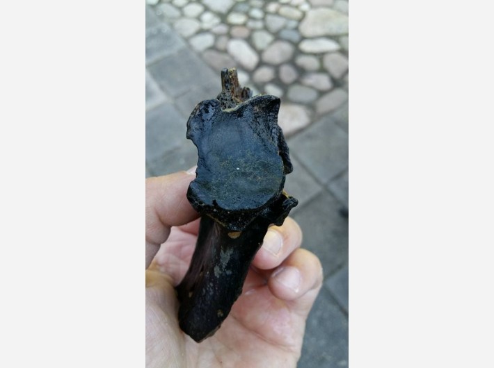 Bot fragment
