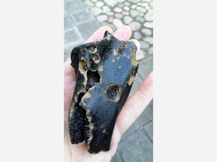 Bot fragment