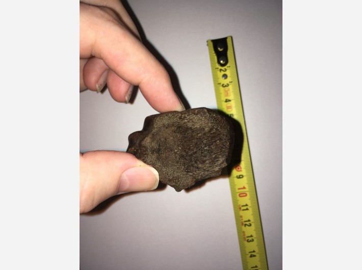Fossiel van een evenhoevige met mogelijke bewerking in het bot